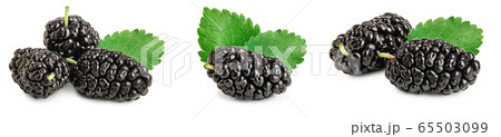 Mulberry with leaf isolated on white background. Set or collection Mulberry with leaf isolated on white background. Set or collection 65503099