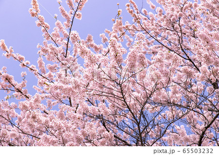 北海道 札幌市郊外の満開の桜 北海道 札幌市郊外の満開の桜 65503232
