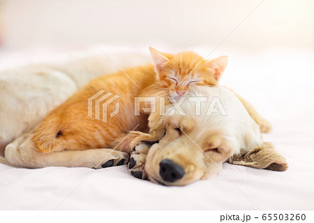 Cat and dog sleeping. Puppy and kitten sleep. 65503260