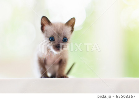Baby cat. Cute kitten playing at home. Baby cat. Cute kitten playing at home. 65503267