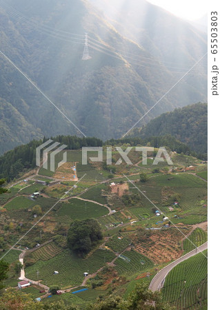 光差す天空の茶畑 光差す天空の茶畑 65503803