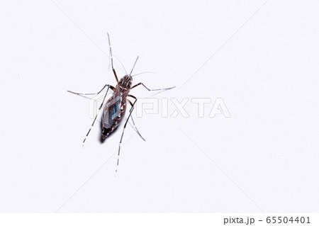 Macro of a Mosquito on a white background Macro of a Mosquito on a white background 65504401