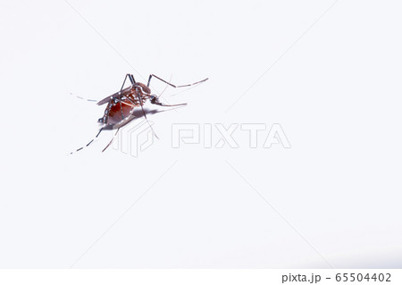 Macro of a Mosquito on a white background Macro of a Mosquito on a white background 65504402