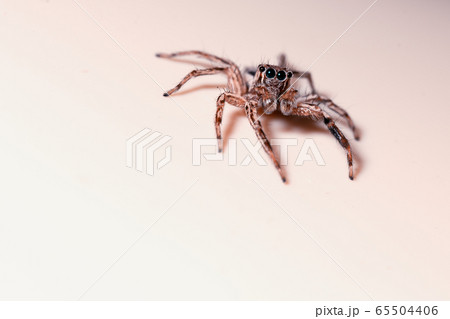 jumping spider on colorful background 65504406