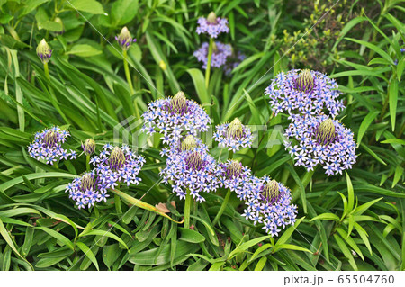 シラーペルビアナの花 65504760