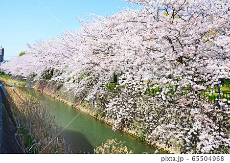 志井川の桜 65504968