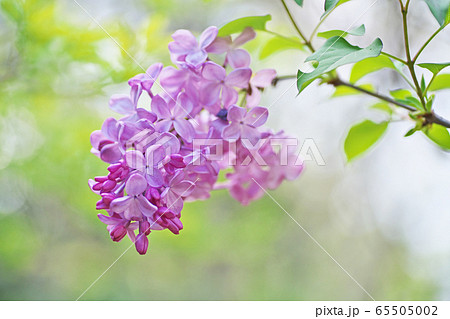 ライラックの花の写真素材