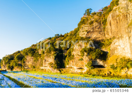 耶馬渓に咲くブルーの美しいネモフィラ 65505346