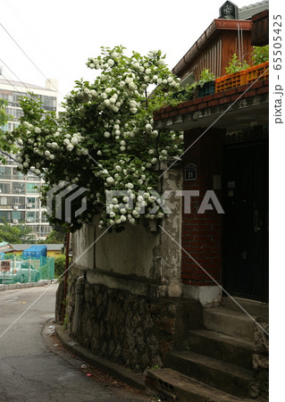 植物 作物 緑 65505425