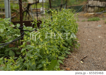 植物 作物 緑 65505468