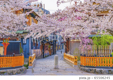 京都 春の祇園白川 巽橋　 65506245