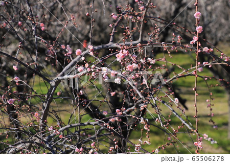 紅梅の花　撮影場所：神奈川県小田原市 65506278
