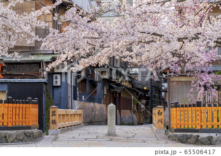 京都 春の祇園白川 巽橋　 65506417