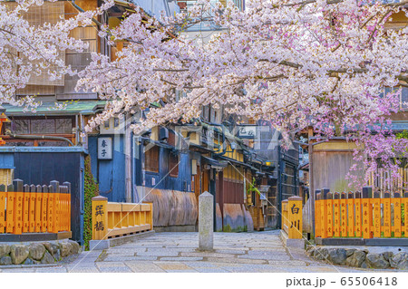 京都 春の祇園白川 巽橋　 65506418