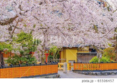 京都 春の祇園白川 巽橋　 65506457