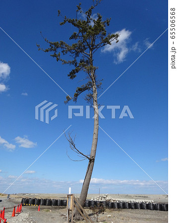 奇跡の一本松 奇跡の一本松 65506568