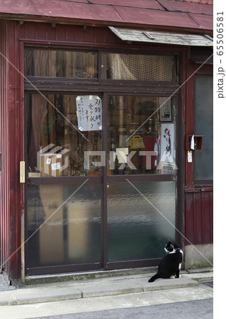 新潟 新潟市 街のアイドルねこ 新潟 新潟市 街のアイドルねこ 65506581