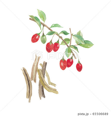 クコの実と地骨皮 65506689