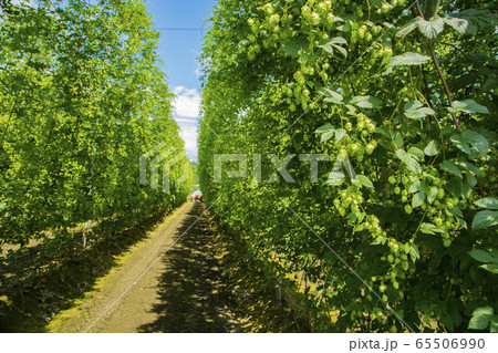 遠野のホップ畑 遠野のホップ畑 65506990