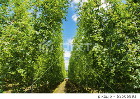 遠野のホップ畑 65506993