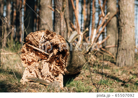 Fallen Old Pine Tree Trunk. Windfall In Forest. Storm Damage. Fallen Tree In Coniferous Forest After Strong Hurricane Wind. Fallen Old Pine Tree Trunk. Windfall In Forest. Storm Damage. Fallen Tree In Coniferous Forest After Strong Hurricane Wind. 65507092