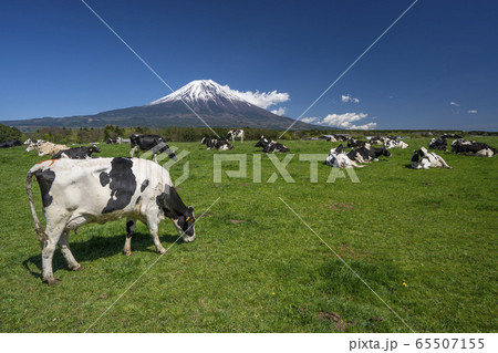 牛 富士山 牛 富士山 65507155