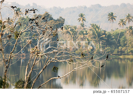 Carambolim Lake, Goa, India. The Indian Cormorants Sits On Tree Branches In Sunny Morning. Indian Shag Phalacrocorax Fuscicollis Is A Member Of The Cormorant Family 65507157