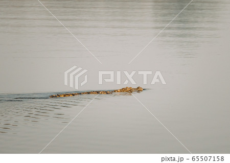 Carambolim Lake, Goa, India. Mugger Crocodile Or Crocodylus Palustris. Marsh Crocodile, Broad-snouted Crocodile Swims in Water Carambolim Lake, Goa, India. Mugger Crocodile Or Crocodylus Palustris. Marsh Crocodile, Broad-snouted Crocodile Swims in Water 65507158
