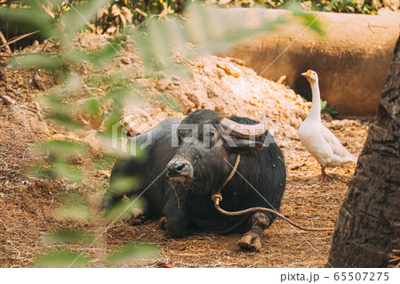 Goa, India. Water Buffalo Lie Resting Under The Sun Goa, India. Water Buffalo Lie Resting Under The Sun 65507275