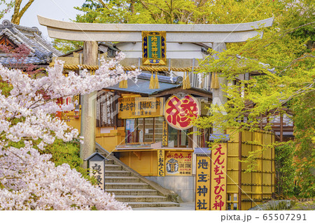 京都　春の地主神社　 65507291