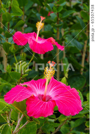ハイビスカス 沖縄 リゾート ピンク色の花 の写真素材