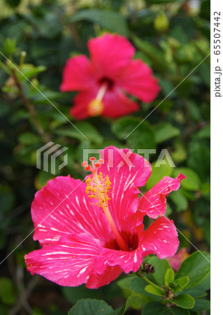ハイビスカス 沖縄 リゾート ピンク色の花 の写真素材