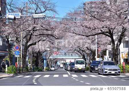 中野・新井五差路の桜並木 65507588