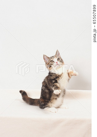立ち上がったマンチカンの仔猫 65507899