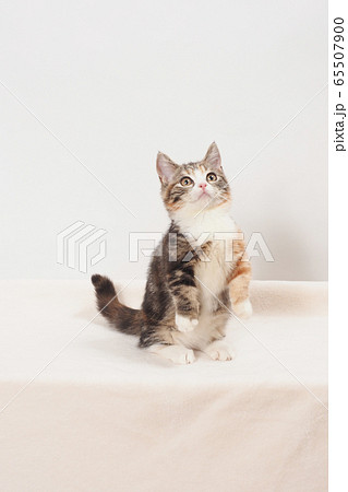 立ち上がったマンチカンの仔猫 65507900
