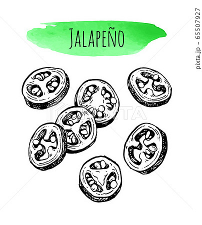 Ink sketch of jalapeno 65507927