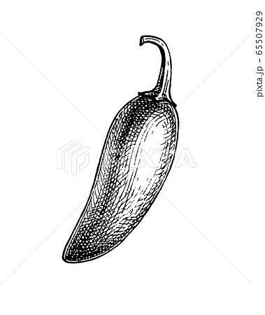 Ink sketch of jalapeno 65507929