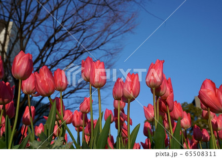ピンクのチューリップ　青空 65508311