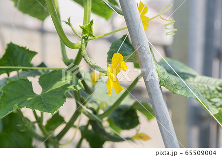 きゅうりの花 きゅうりの花 65509004