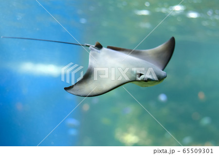Stingray swimms under blue water. Closeup Stingray Stingray swimms under blue water. Closeup Stingray 65509301