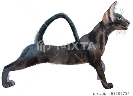 Watercolor oriental black cat. Painting animal Watercolor oriental black cat. Painting animal 65509754