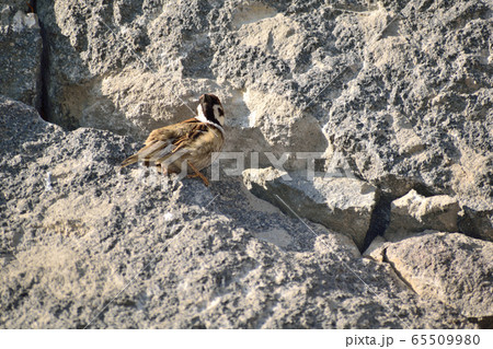 石垣にとまるスズメ 65509980