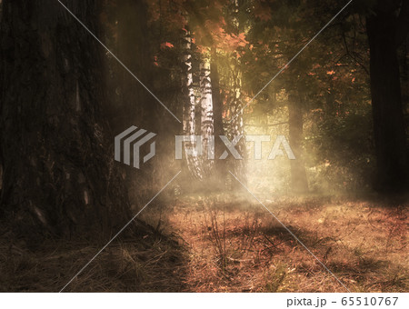 Foggy autumn forest at sunrise Foggy autumn forest at sunrise 65510767