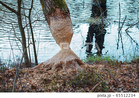the beaver teeth marks on a tree trunk, tree the beaver teeth marks on a tree trunk, tree 65512234