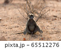 Baboon close up portrait 65512276