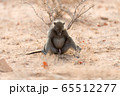Baboon close up portrait 65512277