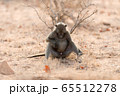 Baboon close up portrait 65512278