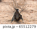 Baboon close up portrait 65512279