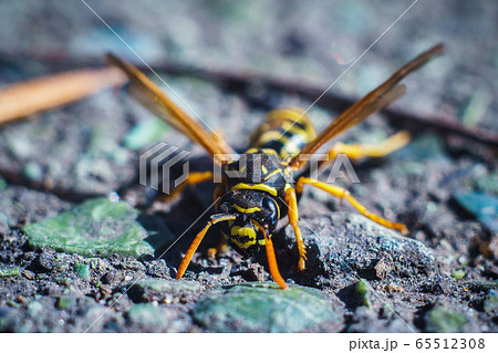 Wasp in early spring on the street sits on the Wasp in early spring on the street sits on the 65512308