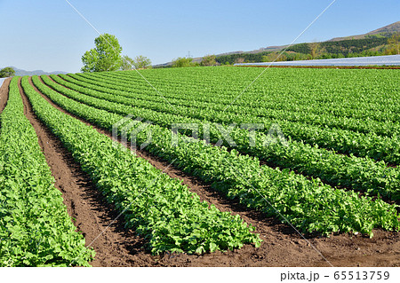 初夏の北海道函館市桔梗町の高台の畑作地域で夏ダイコンが育ってきた風景を撮影 65513759